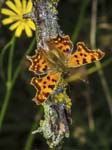 Comma, LE PERTRE