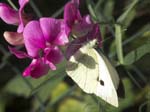 Male Large White, LE PERTRE