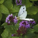 Female Large White, LE PERTRE