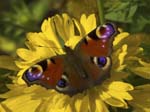 Peacock, LE PERTRE