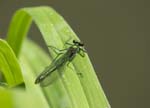 Female Banded Demoiselle Monet's Garden
