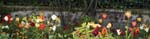 Monet's Garden