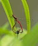 Large Red Damselflies Monet's Garden