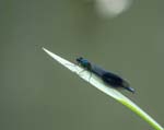 Male Banded Demoiselle Monet's Garden