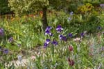 Monet's Garden