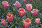 Monet's Garden