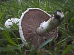Field Mushroom Tom Lane