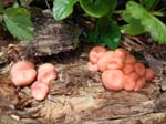 Lycogala terrestra Endcliffe Park