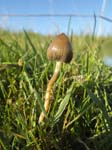 Magic Mushroom Blacka Moor