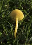 Butter Waxcap Redmires Road