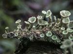 Cladonia (Lichen) Lady Canning's Plantation