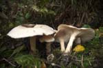 Clouded Agaric