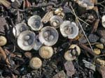 Common Bird's Nest Fungus Anglesey Abbey