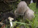 Common Inkcap The White House Rivelin Valley