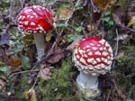 Fly Agaric Wyming Brook