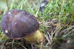 Matt Bolete Whirlowbrook Hall