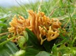 Meadow Coral