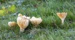 Meadow Waxcap Forge Dam
