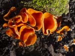Orange Peel Fungus Brincliffe Edge Wood