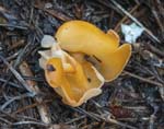 Orange Peel Fungus Whirlowbrook Hall
