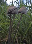 Petticoat Fungus Porter Valley
