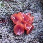 Purple Jelly Disc Whirlowbrook Hall