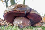 Scarletina Bolete Redmires Road