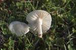 Snowy Waxcap Redmires Road