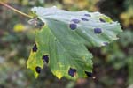 Sycamore Tarspot Rivelin Valley