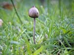 Magic Mushroom Tom Lane