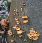 Velvet Shank Rivelin Valley