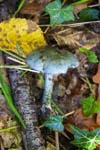 Verdigris Roundhead Rivelin Valley