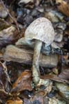 Wood Woollyfoot Rivelin Valley