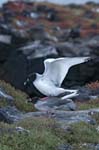 Mating Swallow-tailed Gulls, SANTA CRUZ