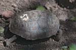 Juvenile Bred Giant Tortoise, SANTA CRUZ