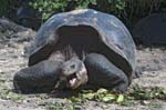 Giant Galapagos Tortoise, SANTA CRUZ
