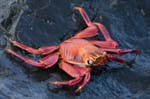 Sally Lightfoot Crab, ESPAÑOLO