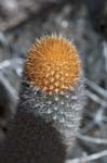 Lava Cactus, ISABELA