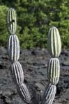 Candelabra Cactus, ISABELA