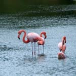 Greater Flamingo, ISABELA