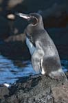 Galapagos Penguin, ISABELA