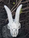 Goat Skull - A reminder of the eradication of introduced domestic goats which destroyed the environment of the indigenous species, ISABELA
