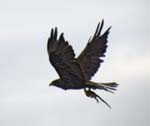 Galapagos Hawk, FERNANDINA