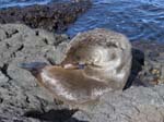 Galapagos Fur Seal (Same family as , SANTIAGO)
