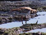 Semipalmated Plover (Image courtesy of Caroline Egglestone), SANTIAGO