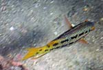 Female Streamer Hogfish