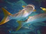 Yellowtail Mullet (Striped)