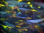 Yellowtail Surgeonfish (Razur)