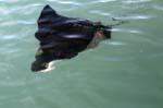 Juvenile Spotted Eagle Ray