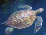 Pacific Green (Black) Sea-turtle (Image courtesy of Caroline Egglestone)